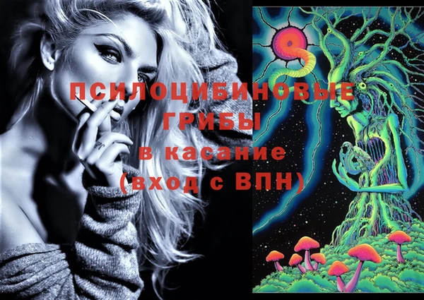 хмурый Аркадак